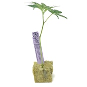 PURPLE CITY GENETICS: PINEAPPLE BREEZE CLONE