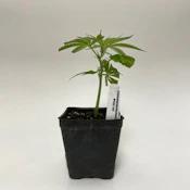 Pipe Dream Teen Starter Clone - Pacific Reserve