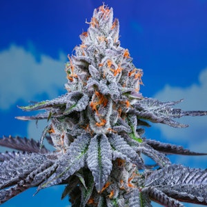 Connected - Gelonade 3.5g Jar- Connected.