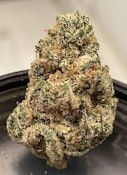 Prodigy | BAMN | Bulk Flower