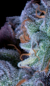 GROWN N DC - Purple Lemonade 3.5G By Grown N DC