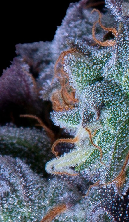 Do Si Dos 3.5 Gram Jar By Molecular Farms - New Leaf Disp