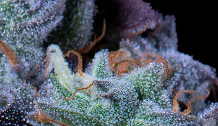 Jack Herer 3.5 Gram Jar by Alt Sol