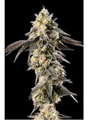 VERTICAL - APPLESCOTTI 3.5 GRAMS