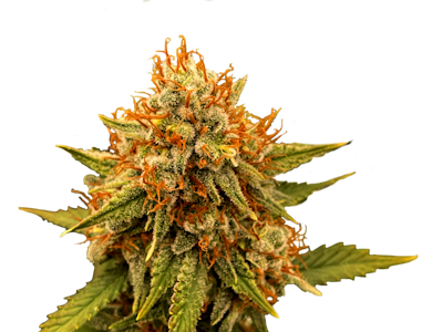 Victory Natural Farms - Acapulco Gold 3.5g