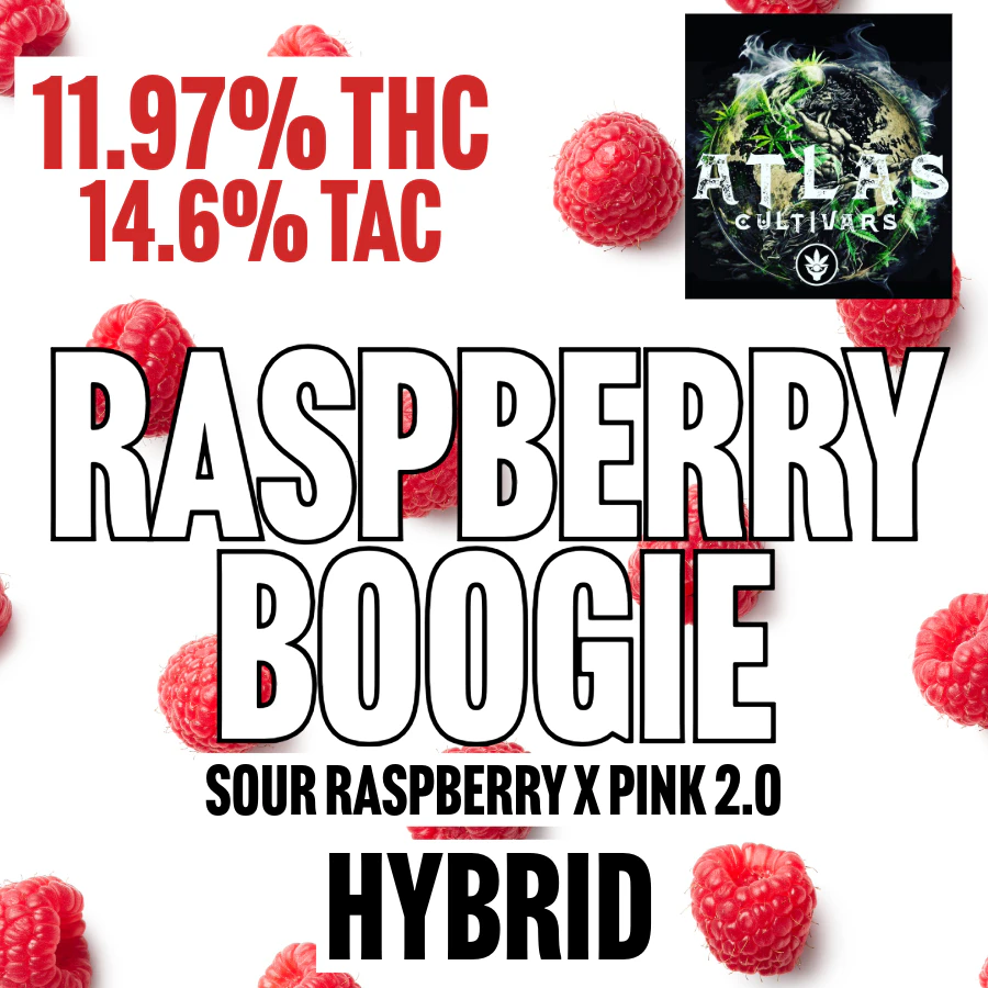 Atlas Cultivars - Atlas Cultivars | Raspberry Boogie | 1G Main Image
