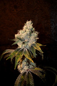 SCOUT & SEED - SCOUT & SEED - AJO BLANCO 3.5 GRAMS