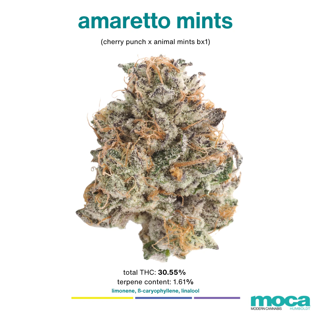 MOCA Flowers - MOCA Flowers - 1/8th Jar - Amaretto Mints Main Image