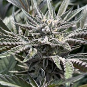 Hendrx Clone - Rooted Plug - Amaretto Mints