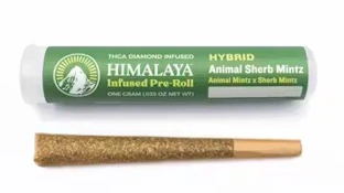 Himalaya 1g Animal Sherb Mintz Infused Pre-Roll