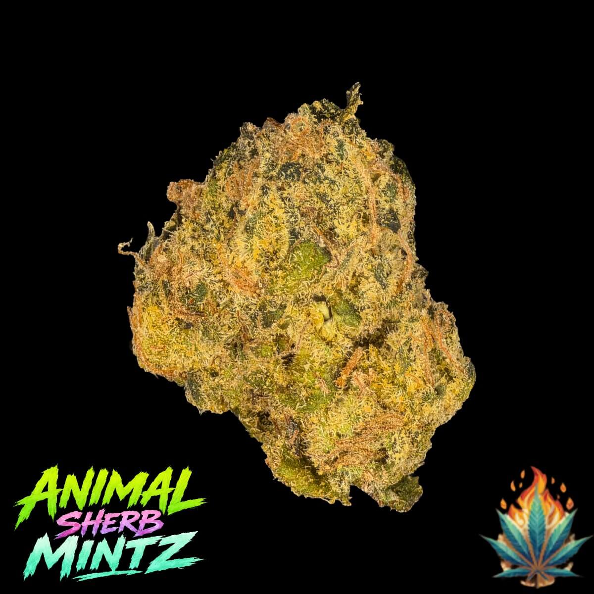 Native Fire 3.5g- Animal Sherb Mintz