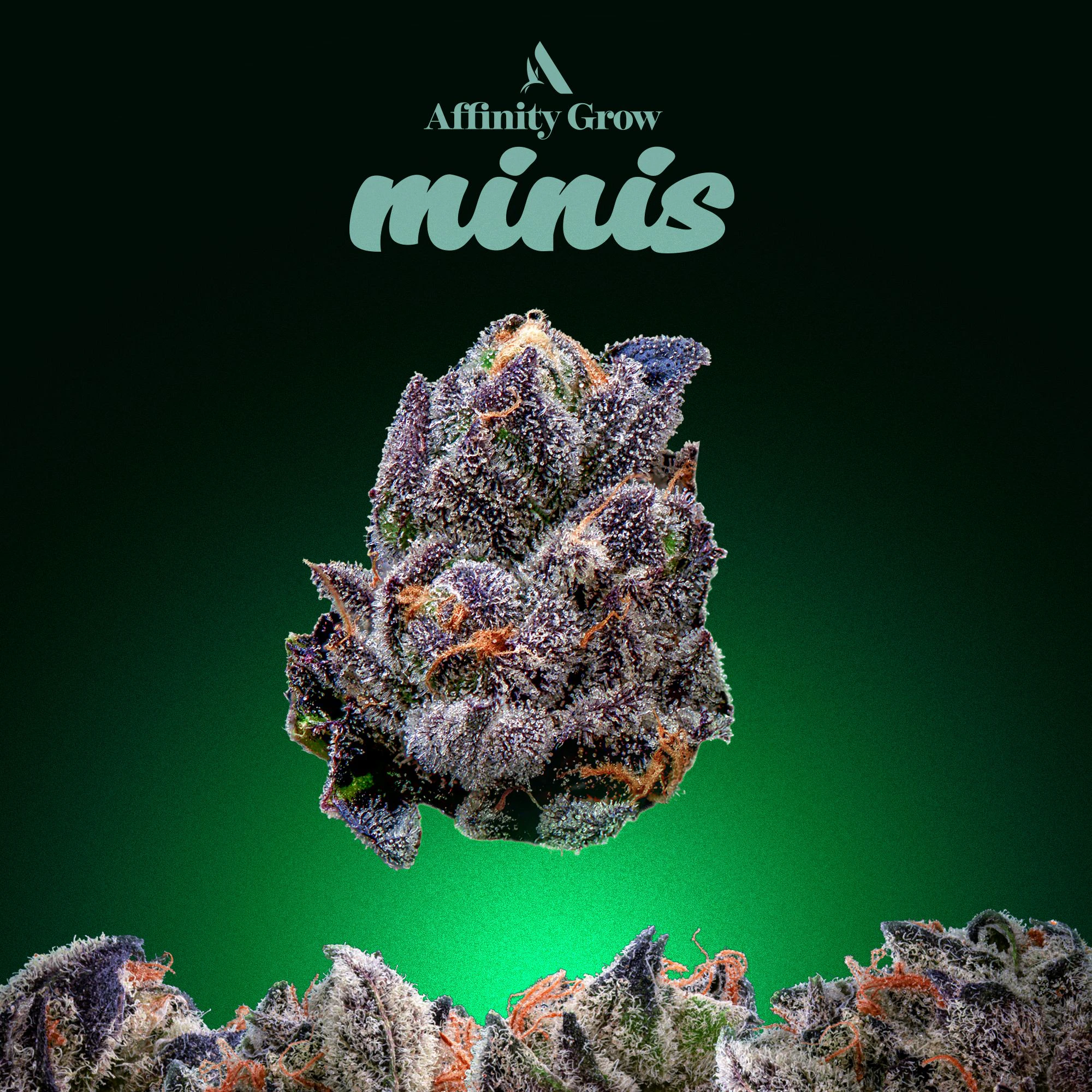 AFFINITY - Appz Bnnz Flower Minis T25.45% H 00605 Main Image