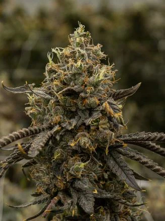 SOLAR THERAPEUTICS - Auraz Flower - 3.5g - SOL Main Image