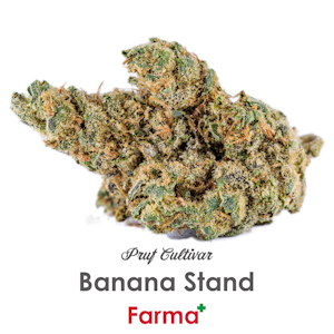 PRUF CULTIVAR - Pruf Cultivar Banana Stand