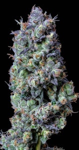 ALTERNATIVE SOLUTIONS - Hash Burger 3.5 Gram Jar By Alt Sol