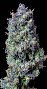 ALTERNATIVE SOLUTIONS - Blue City Diesel 3 pack SUPREME 0.7 Gram Prerolls - 2.1g Total