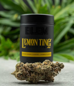 BLEM - BLEM 10G Lemon Ting Indoor Flower