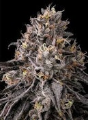 SCOUT & SEED - BLUE ANDEZE 3.5 GRAMS