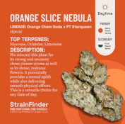 ORANGE SLICE NEBULA FLOWER - BOTANIST - 14g