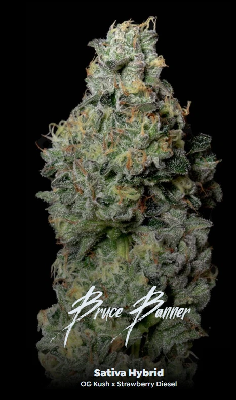 ALTERNATIVE SOLUTIONS - Bruce Banner 5 Pack Great Day Prerolls 1.75g total Main Image