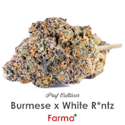 Pruf Cultivar Burmese x White Runtz