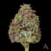 Bachelor Party Flower T22.37% H 00469