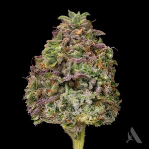 AFFINITY - Bachelor Party Flower T22.37% H 00469