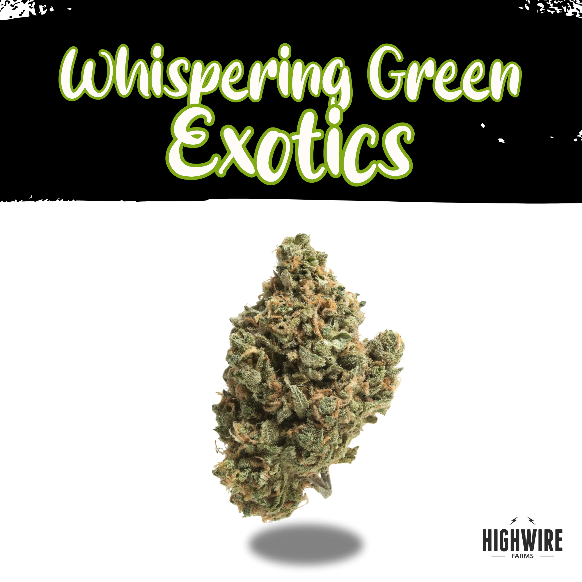 WHISPERING GREEN EXOTICS - Banana Butter Cup OZ Main Image