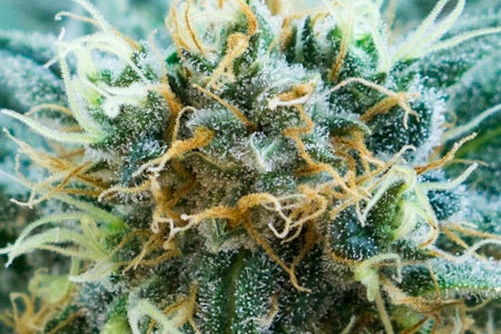 Dragoon's Lair - Cafe Racer 3.5