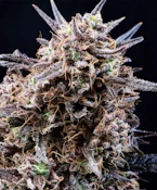 3.5g - Banjarine - Sativa