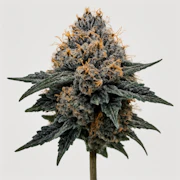 GMO 3.5G By CornerStore Cultivation