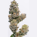 Northern Star - Black Cherry Turnover Indoor Flower 3.5g