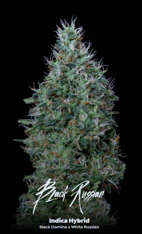 ALTERNATIVE SOLUTIONS - Black Russian Bulk Deli Flower Main Image