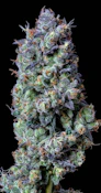 Biscuit Blues 3.5G Jar by Alt Sol