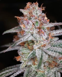 Blackstone Valley Cannabis - Muff Berry Flower - 3.5g - GAL