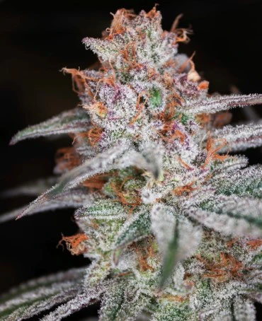 Blackstone Valley Cannabis - Muff Berry Flower - 3.5g - GAL Main Image