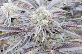 Hendrx Clone - Rooted Plug - Blue Nerdz