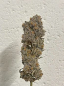 Blue Sharpies Half Oz 14 - Grams By Alt Sol