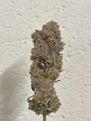 Blue Sharpies 3.5 Gram Jar By Alt Sol