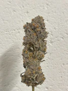 Blue Sharpies 3.5 Gram Jar By Alt Sol