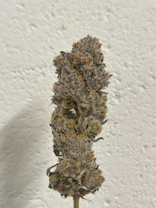 NEW LEAF - Blue Sharpies 3.5 Gram Jar By Alt Sol