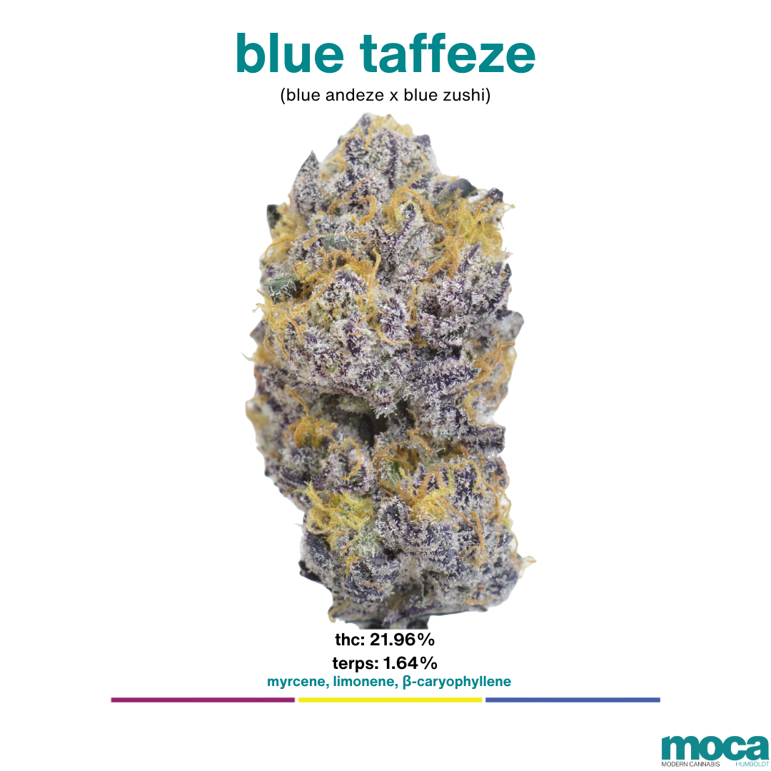 MOCA Flowers - 1/8th Jar - Blue Taffeze
