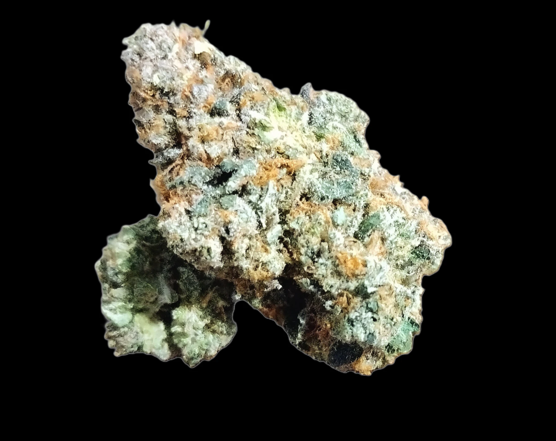 MJ Verdant - Blue Java - Bud Main Image