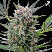 Blue Sky Haze Flower THC:CBD 25945