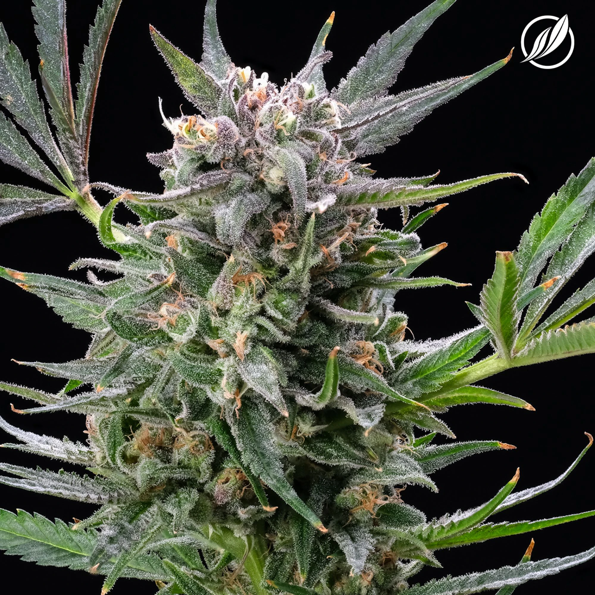 CT Pharma - Blue Sky Haze Flower THC:CBD 25560 Main Image