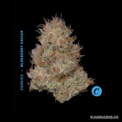 Blueberry Caviar Mixed Light - 3.5G