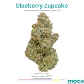 MOCA Flowers - 1/8th Jar - Blueberry Cupcake