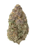 Blueberry Limeade (Hybrid) Bulk Deli Flower