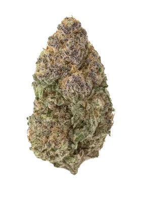 ALTERNATIVE SOLUTIONS - Blueberry Limeade (Hybrid) Bulk Deli Flower Main Image