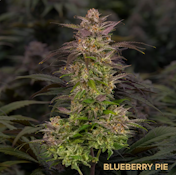 Blueberry Pie Flower - 3.5g - CMC